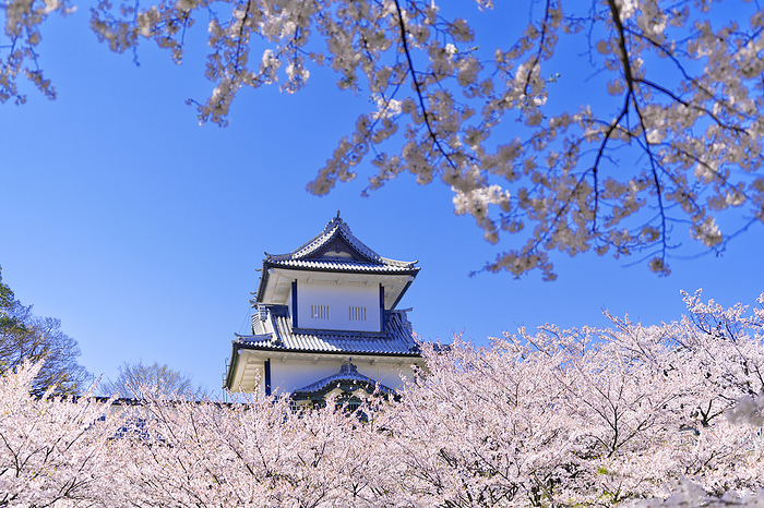 Kanazawa Castle Ishikawa Gate and Cherry Blossoms Kanazawa City Ishikawa Prefecture