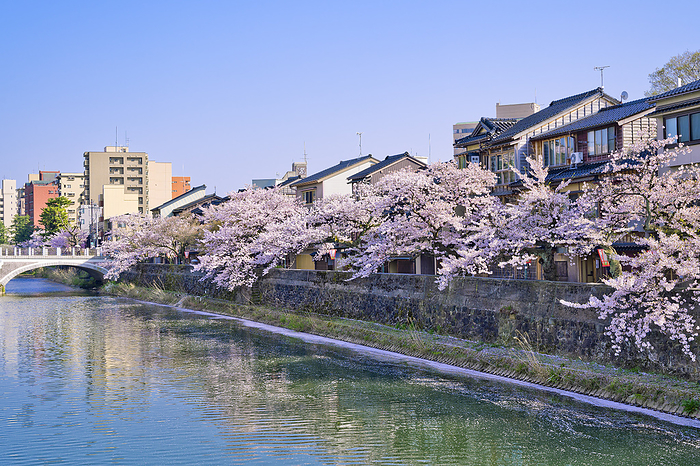 Cherry blossoms and Chikara-cho, Kanazawa City, Ishikawa Pref.