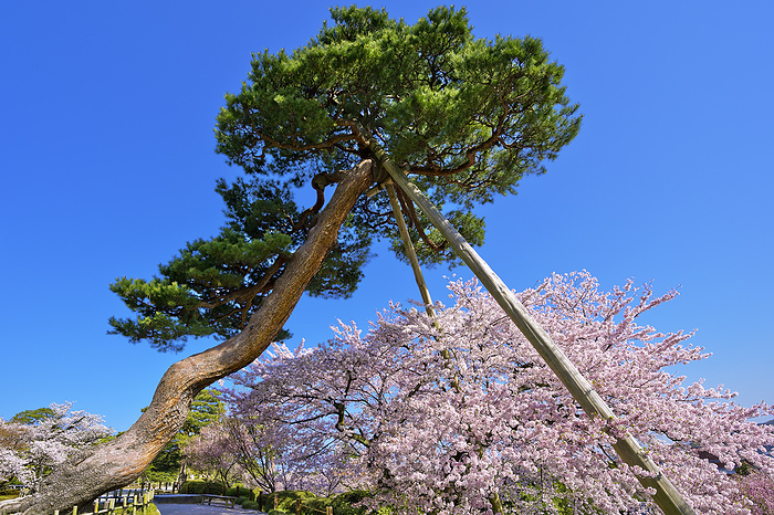 Kenrokuen Cherry Blossoms and Pine Trees Kanazawa City Ishikawa Prefecture