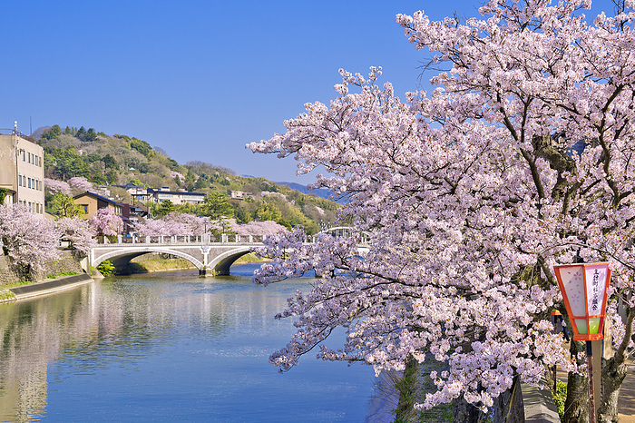 Asanogawa Bridge and Cherry Blossoms Kanazawa City, Ishikawa Prefecture