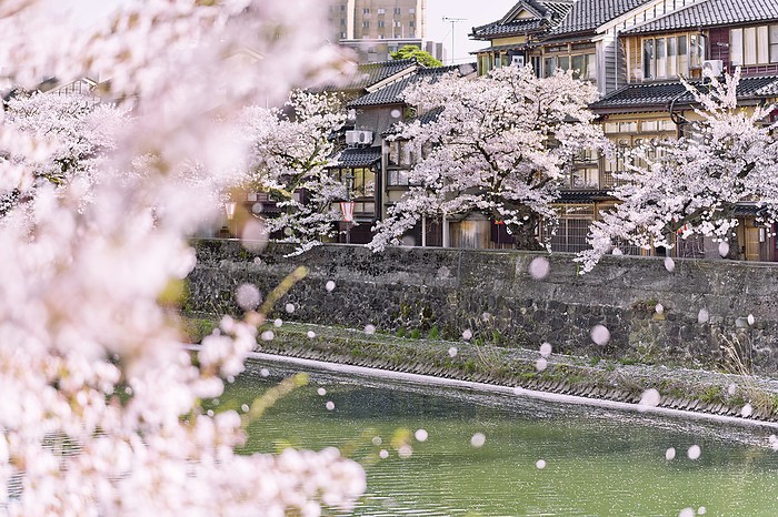 Cherry Blossoms and Chikara-machi Kanazawa City Ishikawa Prefecture, Japan