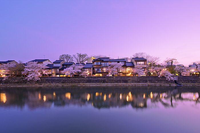 Evening view of cherry blossoms and Chukei-cho, Kanazawa City, Ishikawa Prefecture