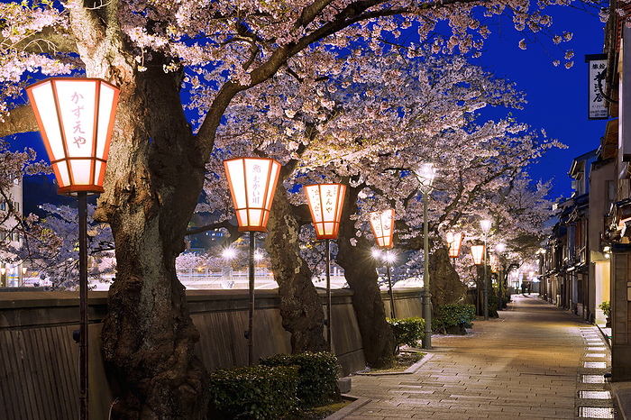 Night View: Cherry Blossoms and Chikara-machi, Kanazawa City, Ishikawa Pref.