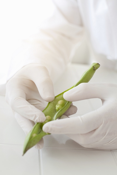 Scientist examining peas in pod