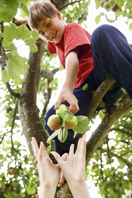 Children picking fruit from tree