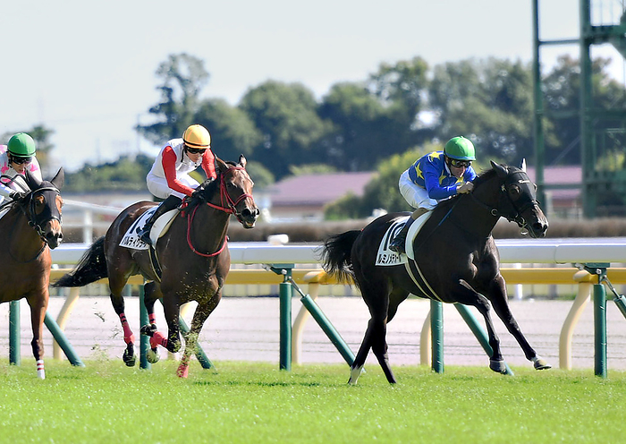 2022 2yrs old New Horse Race Make Debut Tokyo October 26, 2022 Horse Race Race 4R Make Debut Tokyo  2yr old shinm horse  1, No. 10, Luminometeor  Mirco DeMuro , Fuchu City, Hiyoshi cho, Tokyo Racecourse, Tokyo, Japan