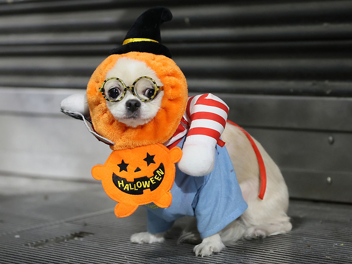 People in costumes gather for Halloween October 31, 2022, Tokyo, Japan   A dog in costume is displayed at Tokyo s Shibuya fashion district for Halloween on Monday, October 31, 2022.       Photo by Yoshio Tsunoda AFLO  