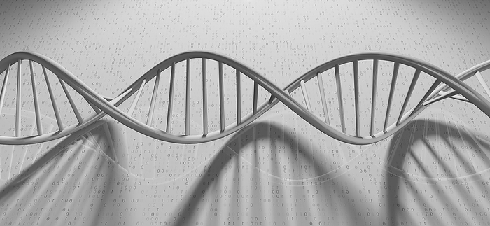 DNA molecule, illustration DNA  deoxyribonucleic acid  molecule, illustration., by RICHARD JONES SCIENCE PHOTO LIBRARY