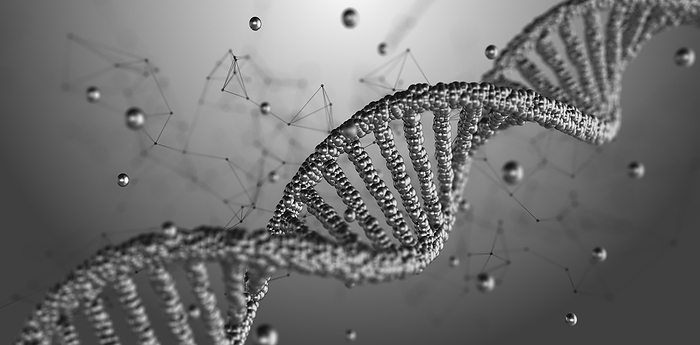 DNA molecule, illustration DNA  deoxyribonucleic acid  molecules, conceptual illustration., by RICHARD JONES SCIENCE PHOTO LIBRARY