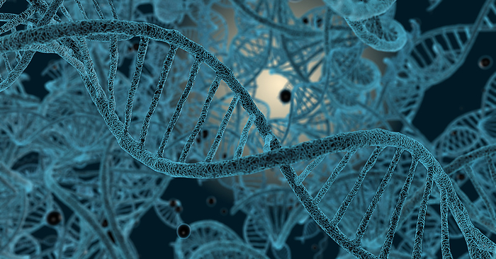 DNA molecules, illustration DNA  deoxyribonucleic acid  molecules, conceptual illustration., by RICHARD JONES SCIENCE PHOTO LIBRARY