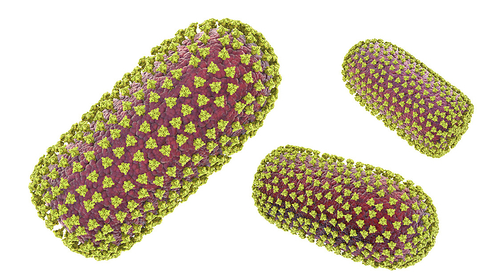 Rabies viruses, illustration Rabies virus, illustration. Rabies virus is a member of the Rhabdoviridae family. This bullet shaped enveloped virus has a protein coat  capsid , which is made up of helically arranged subunits called capsomeres and covered with surface glycoprotein spikes. Within the coat is the genetic material in the form of single stranded ribonucleic acid  RNA . The rabies virus is transmitted to humans from an infected animal bite. Symptoms appear after an incubation period of 10 days to 1 year and include fever, breathing difficulties, muscle spasms, and hydrophobia., by KATERYNA KON SCIENCE PHOTO LIBRARY