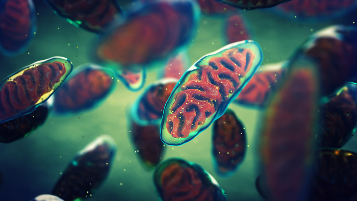 Mitochondria, illustration Mitochondria, illustration., by NOBEASTSOFIERCE SCIENCE PHOTO LIBRARY