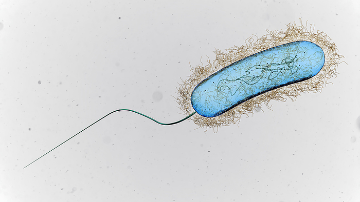 Legionella bacterium, illustration Illustration of a Legionella sp. bacterium., by THOM LEACH   SCIENCE PHOTO LIBRARY
