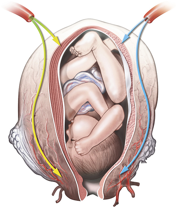 Foetus in the womb, illustration Foetus in the womb, illustration., by JOSE ANTONIO PE AS SCIENCE PHOTO LIBRARY