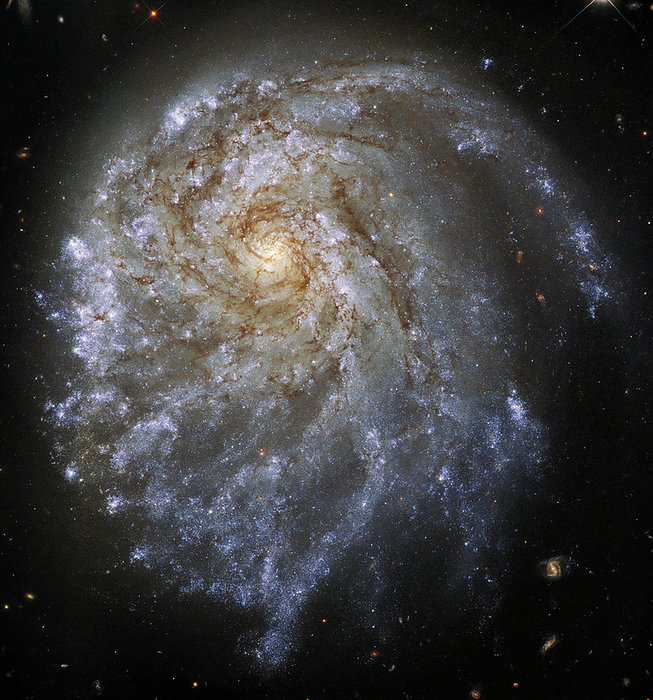 Spiral galaxy NGC 2276, HST image Hubble Space Telescope showing the trailing arms of NGC 2276, a spiral galaxy 120 million light years away in the constellation of Cepheus. This image shows that the galaxy is lop sided due to gravitational interaction and intense star formation., by ESA Hubble   NASA, P. Sell SCIENCE PHOTO LIBRARY