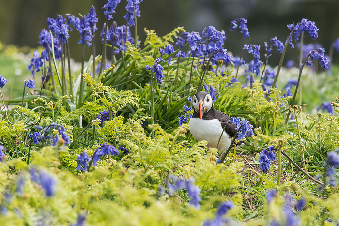 Puffin among bluebells and sea campion Puffin  Fratercula arctica  among bluebells  Hyacinthoides non scripta  and sea campion  Silene uniflora  on Skomer Island, Pembrokeshire, Wales, UK., by ANDY DAVIES SCIENCE PHOTO LIBRARY