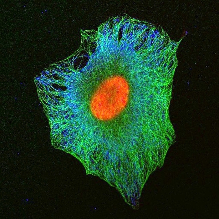 Human cell showing nucleus and tubulin, light micrograph Fluorescence light micrograph of a human cell showing the nucleus in red and the tubulin component of the cytoskeleton in green. The blue staining is a single cytoplasmic protein., by DR MATTHEW DANIELS SCIENCE PHOTO LIBRARY