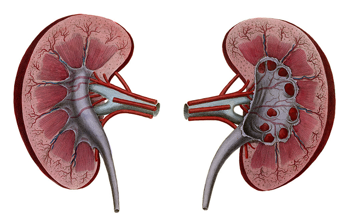 Kidneys, illustration Illustration of coronal plane views of the kidneys. On the left the kidney medulla shows seven renal pyramids separated by renal columns with blood vessels. Urine collected from the pyramids passes into minor then major renal calyces in continuity with the large renal pelvis  blue grey . This leads to the ureter, which carries the urine to the bladder. Many of the kidney glomeruli are found in the outer renal cortex. Renal vessels are shown supplying and draining the kidney. On the right, the calyces are opened to show their association with the apices of the pyramids. From Lizars, J. 1823 A system of anatomical plates of the human body. W.H. Lizars, Edinburgh., by MICROSCAPE SCIENCE PHOTO LIBRARY