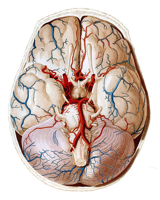 Human brain, illustration Illustration of the base of the cerebrum and cerebellum of the brain. Flanking the centrally located optic chiasm, the internal carotid arteries are shown cut. Branches passing forward are the anterior cerebral arteries with the left and right middle cerebral arteries extending laterally. Inferiorly the vertebral arteries merge forming the basilar artery near to the pons. Posterior cerebral and cerebellar arteries arise from the basilar artery. Cerebral and cerebellar veins  blue  are shown. From Lizars, J. 1823 A system of anatomical plates of the human body. W.H. Lizars, Edinburgh., by MICROSCAPE SCIENCE PHOTO LIBRARY