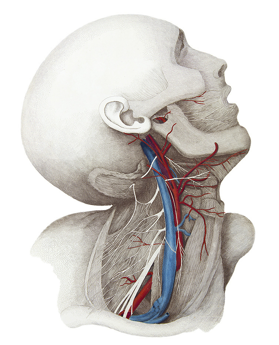 Neck anatomy, illustration Neck anatomy, illustration. Branches of the external carotid artery  red  and the large internal jugular vein  blue  are shown. To its left from above to below are three cervical nerves and lowermost the thicker nerve bundle that will form the brachial plexus  anterior rami of C5 T1  supplying the upper limb. From Lizars, J. 1823 A system of anatomical plates of the human body. W.H. Lizars, Edinburgh., by MICROSCAPE SCIENCE PHOTO LIBRARY
