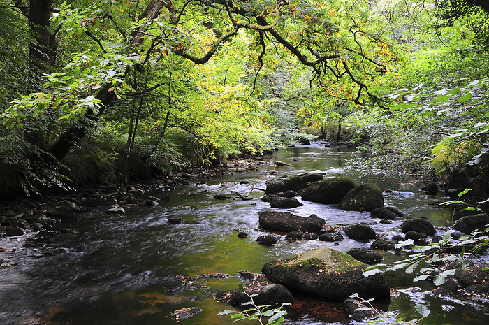 River Bovey, Dartmoor, UK River Bovey in Hannicombe Wood, Dartmoor, Devon, UK, in October., by COLIN VARNDELL SCIENCE PHOTO LIBRARY
