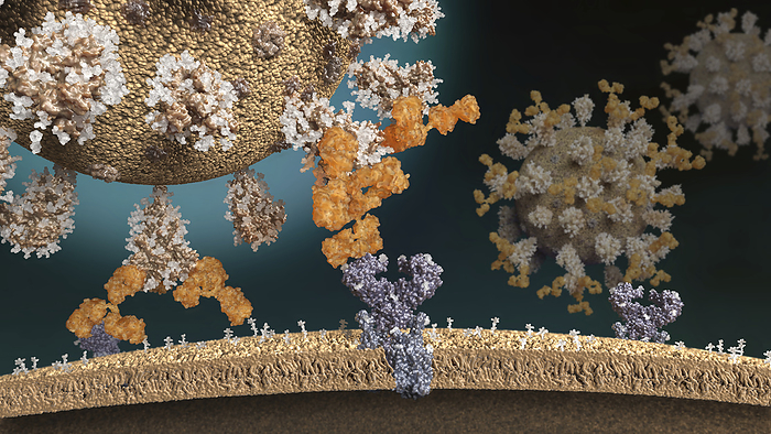 Antibody blocking binding of Sars CoV 2 virus, illustration Illustration of a Sars CoV 2 virus trying to bind to an ACE2 receptor on the surface of a human cell. This is unsuccessful because an antibody  yellow  is blocking the virus from interacting with the receptor. The antibody blocks the receptor domain of the spike protein making virus entry and thus an infection impossible., by SIMONE ALEXOWSKI   SCIENCE PHOTO LIBRARY