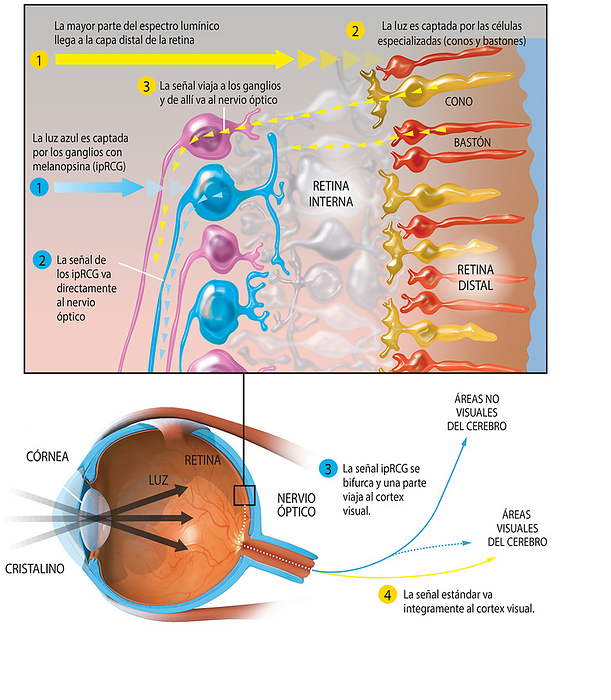 Structure of the eye, illustration Most of the light in the visual spectrum first passes through the cornea  clear front layer of the eye  and then the pupil. This light is focussed by the lens together with the cornea, onto the retina at the back of the eye. These signals travels to the ganglia and through the optic nerve to the visual cortex in the brain. Blue light is captured through the ganglia with melanopsin  ipRCG . Blue light is captured through the ganglia with melanopsin  ipRCG  and the signal goes to the optical nerve. Some of the singal from blue light is processed by the visual areas of the brain and some are processed by non visual areas. by JOSE ANTONIO PEEMAS SCIENCE PHOTO LIBRARY