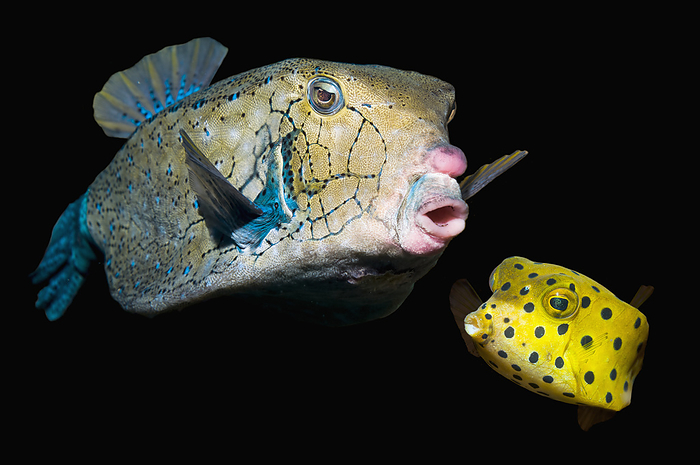 Yellow boxfish Adult male and juvenile yellow boxfish  Ostracion cubicus  ., by GEORGETTE DOUWMA SCIENCE PHOTO LIBRARY