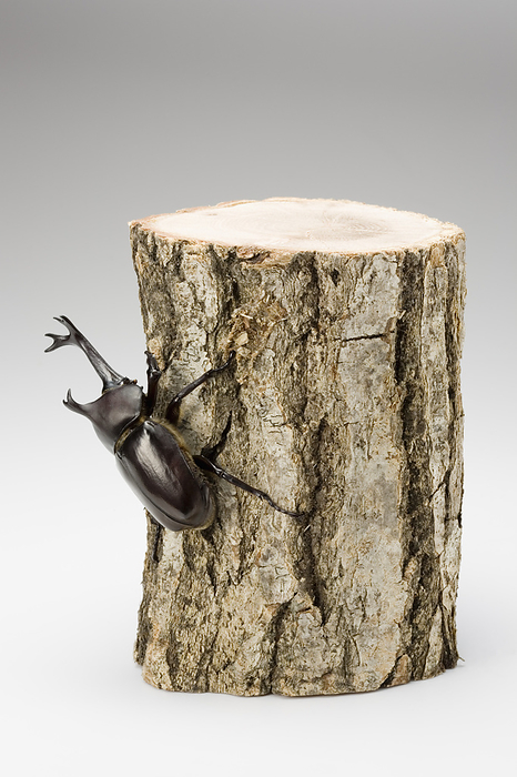 rhinoceros beetle (esp. the Japanese rhinoceros beetle, Trypoxylus dichotomus)