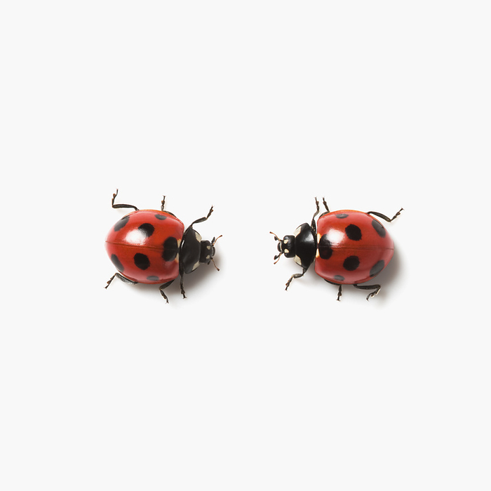 ladybug (Harmonia axyridis)