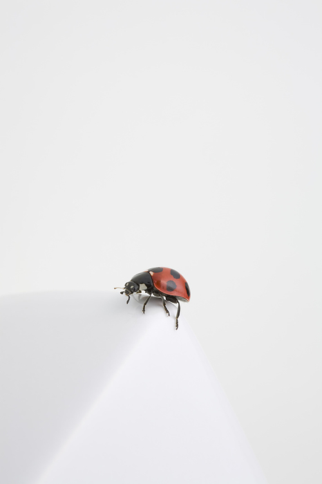 ladybug (Harmonia axyridis)
