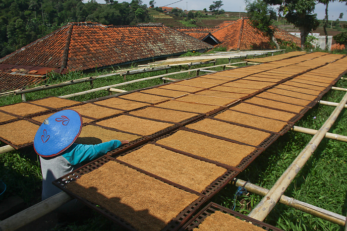 Tobacco Village In Sumedang Indonesia June 20, 2022, Bandung, West Java, Indonesia: A women farmer arrange trays of tobacco drying in Sumedang. The majority of residents in this village work as tobacco farmers, a profession they have passed on from generation to generation. When visiting this village, we will see expanses of tobacco drying under the sun filling the village roads, roofs and terraces of houses. This village is able to meet market demand from all Indonesian provinces including West Java, Bali and Sumatra. Some produce is even exported abroad, to places such as Pakistan, Malaysia and Turkey.  Photo by Algi Febri Sugita Aflo 