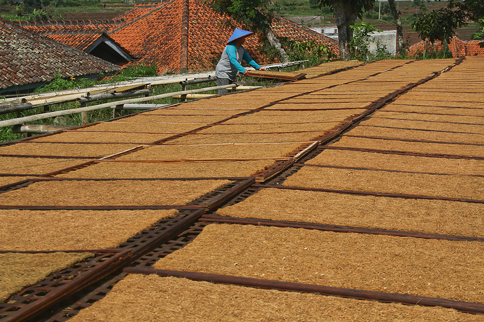 Tobacco Village In Sumedang Indonesia June 20, 2022, Bandung, West Java, Indonesia: A women farmer arrange trays of tobacco drying in Sumedang. The majority of residents in this village work as tobacco farmers, a profession they have passed on from generation to generation. When visiting this village, we will see expanses of tobacco drying under the sun filling the village roads, roofs and terraces of houses. This village is able to meet market demand from all Indonesian provinces including West Java, Bali and Sumatra. Some produce is even exported abroad, to places such as Pakistan, Malaysia and Turkey.  Photo by Algi Febri Sugita Aflo 