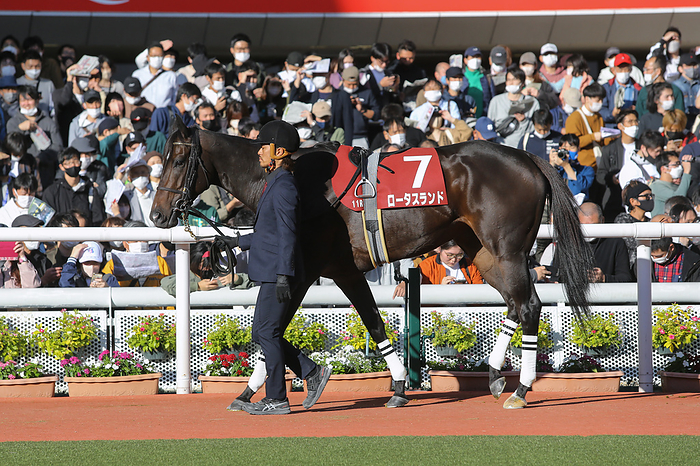 2022 Swan Stakes Lotus Land is led through the paddock before the MBS Sho Swan Stakes at Hanshin Racecourse in Hyogo, Japan, October 29, 2022.  Photo by Eiichi Yamane AFLO 