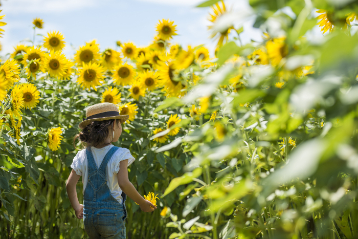 Child with straw hat playing in sunflower field