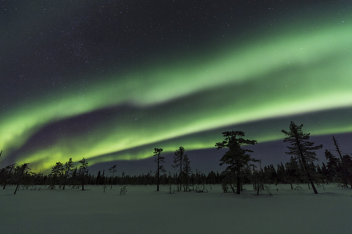 Northern lights, Muddus National park, Lapland, Sweden Northern lights, Muddus National park, Lapland, Sweden
