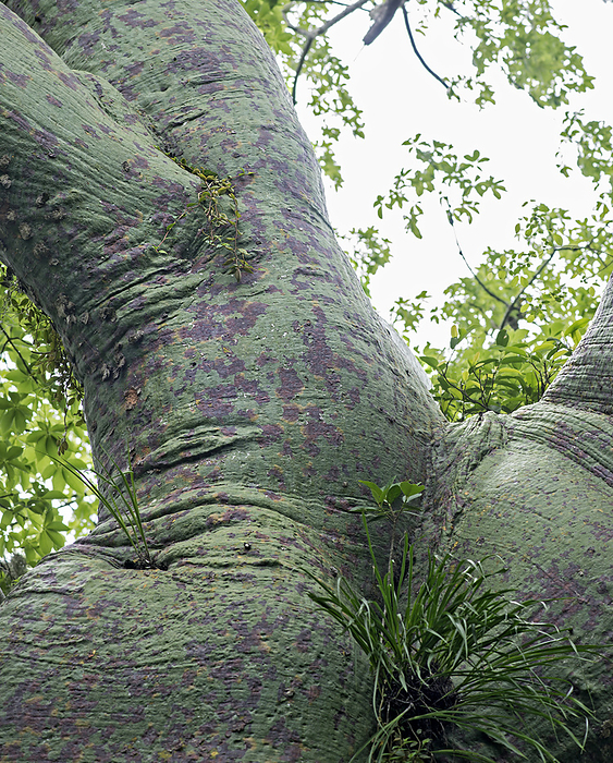 Water storing stem of Ceiba tree (Ceiba trichistandra), Jorupe Biological Reserve, Ecuador