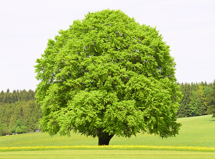 single big beech tree in meadow at spring single big beech tree in meadow at spring