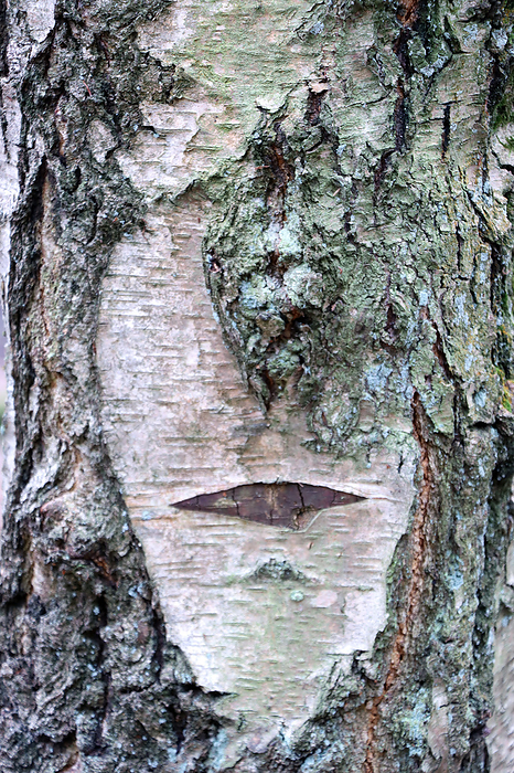 skurrile Borke einer Birke im Naturpark Kottenfort Ville erinnert an ein Gesicht skurrile Borke einer Birke im Naturpark Kottenfort Ville erinnert an ein Gesicht