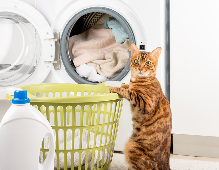 Funny cat washing dirty linen in the washing machine.