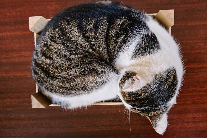 Domestic Cat In A Wooden Crate Domestic Cat In A Wooden Crate