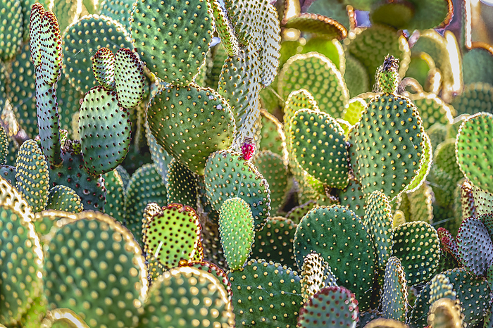 Mexican cactus Opuntia microdasys