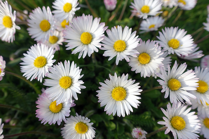 common daisy, lawn daisy or English daisy common daisy, lawn daisy or English daisy
