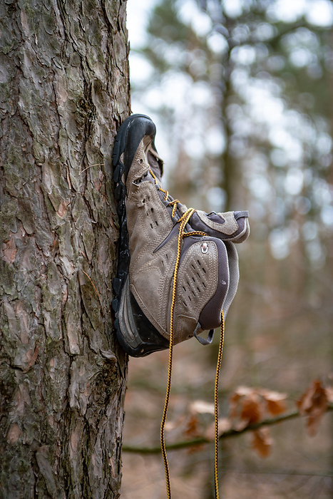 an abandoned shoe nailed onto the trunk of a tree in a forest
