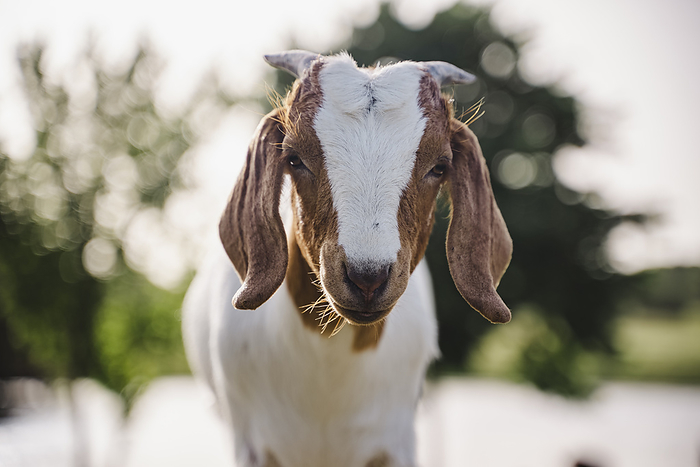 A closeup of a female goat on a goat farm outside on a summer afternoon., Photo by Cullen Blanchfield / DreamPictures