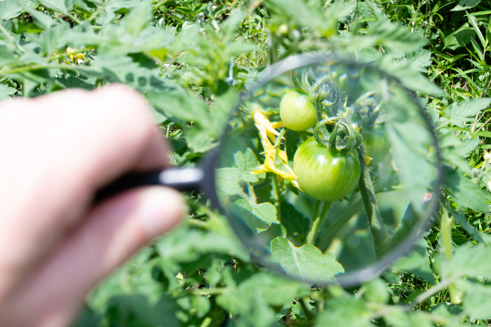 Magnify green tomatoes with magnifying glass