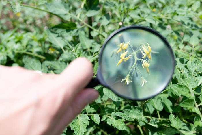 Magnifying mini-tomato flowers with magnifying glass