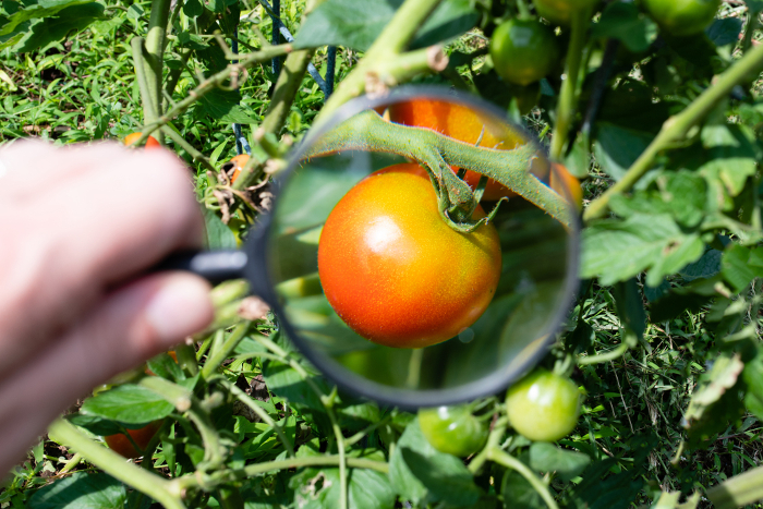 Tomato magnified with magnifying glass