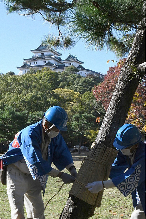Staff members wrapping moko around a pine tree in Wakayama Castle Park Employees wrap moko around a pine tree in Wakayama Castle Park at 9:05 a.m. on November 7, 2022 in Wakayama City.