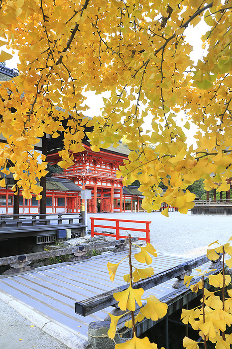 Shimogamo-jinja Shrine, Ginkgo biloba leaves in yellow and the tower gate, Kyoto Pref.